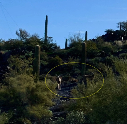 Mar 6 - Our morning surprise was a family of four mule deer. Even with Elsa going crazy I was able to photograph three of them on the hillside.